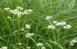 <strong>白花敗醬是一種什么植物，有哪些形態特點？</strong>