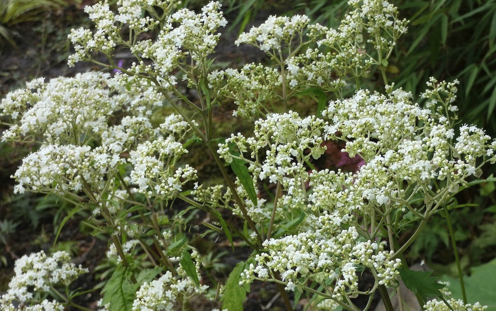 白花敗醬是一種什么植物，有哪些形態特點？