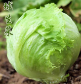 <b>半結球生菜---耐抽薹生菜</b>