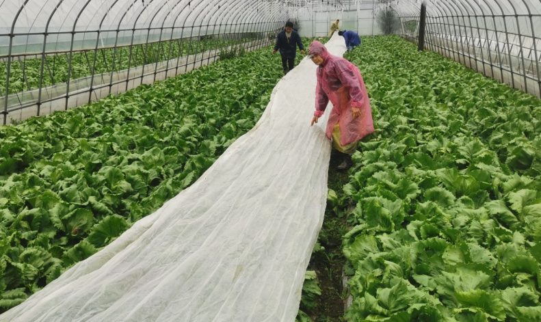 結球生菜在大棚種植好還是露天種植更好？