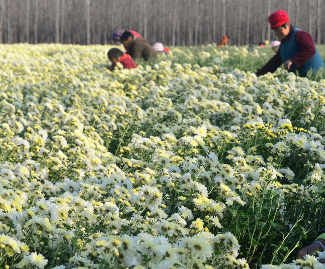 菊花高效高產的栽培技術