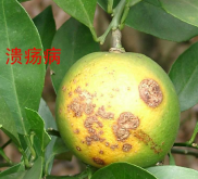 <strong>臍橙臍黃病的治療方法和預(yù)防措施</strong>