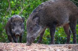 <strong>野豬和家豬的肉質有哪些區(qū)別，野豬消滅后可以食用嗎</strong>