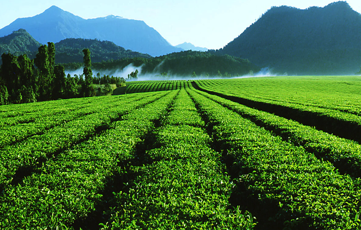 酸性土壤對于茶樹種植有哪些好處？