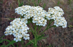 <strong>高山蓍草是什么植物，有哪些形態(tài)特點？</strong>