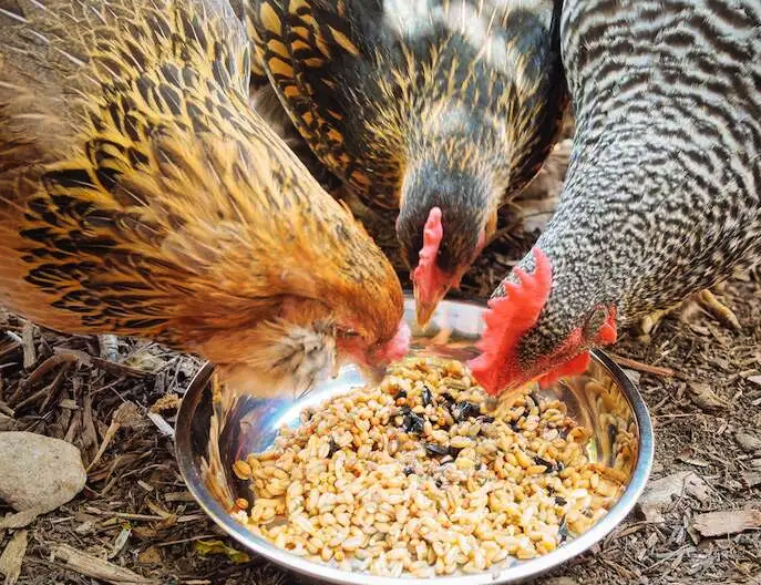 飼料中的鹽含量比較高對雞有哪些影響，會食鹽中毒嗎？