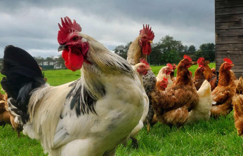 如何增加雞蛋的色澤，雞飼料中可以添加什么?