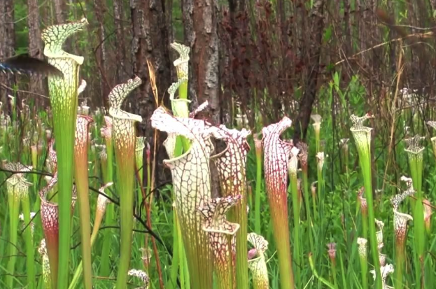 瓶子草有什么形態(tài)特點(diǎn)，對(duì)生態(tài)環(huán)境有哪些要求?