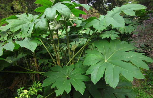  刺通草是什么植物，形態是什么樣的?