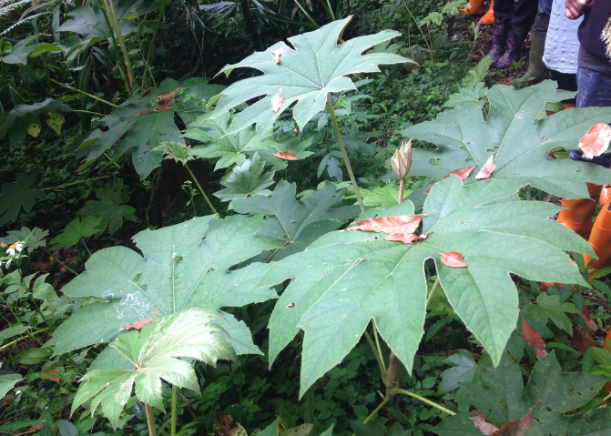  刺通草是什么植物，形態是什么樣的?