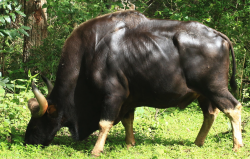 <strong>印度野牛主要分布在哪些地區(qū)，如何進行繁殖?</strong>