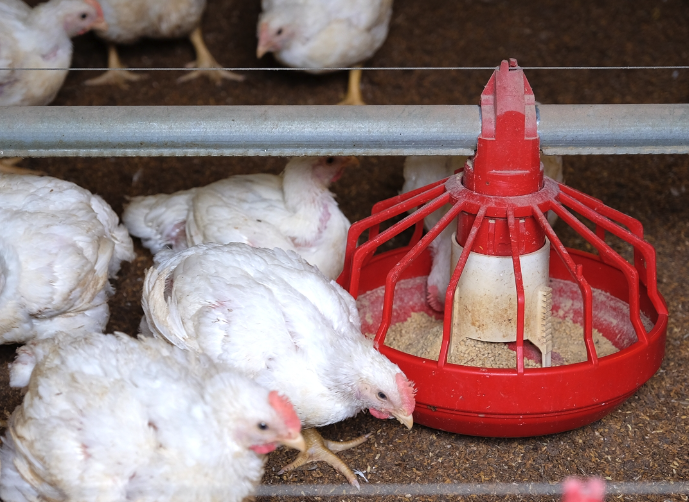 雞飼料中如何正確加入葉酸，量應該如何控制？