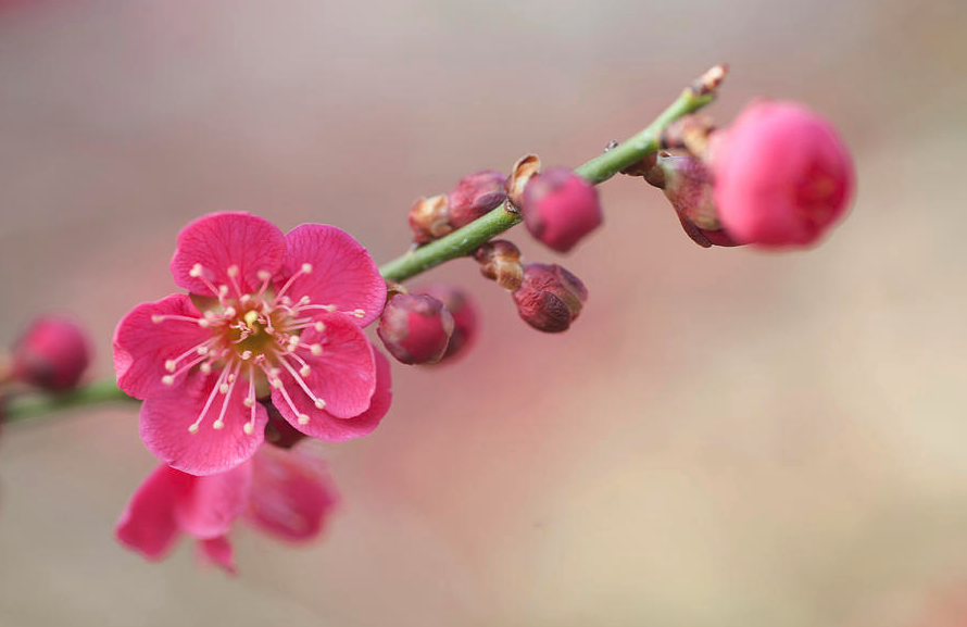 龍游梅如何進行種植，什么時候種植最好?