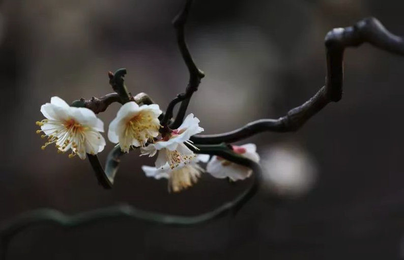 龍游梅的嫁接方法和嫁接時(shí)機(jī)介紹?