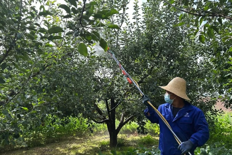 六磷胺可以施用于蘋果樹嗎，有哪些好處？