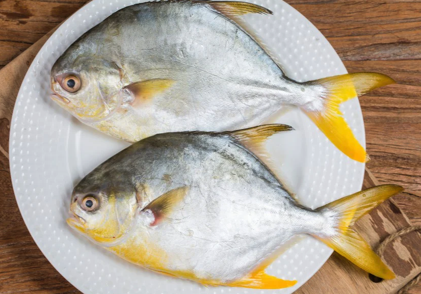 金鯧魚有什么飲食習性，生長周期是多久?