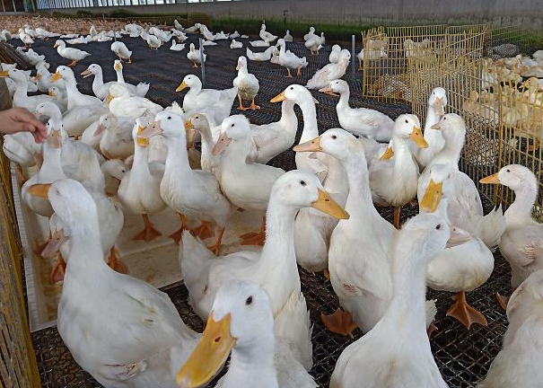 益生素是什么，可以添加到鴨子飼料中嗎?