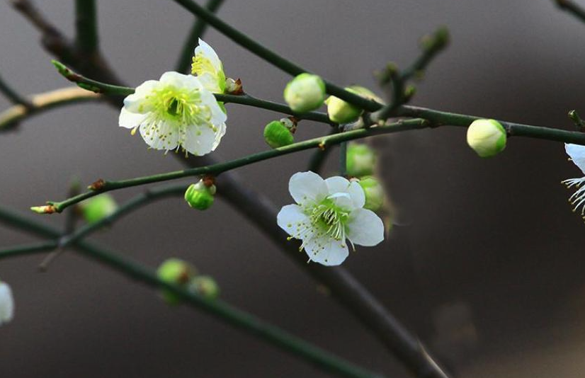 綠萼梅花期在什么時候，有什么藥用價值？