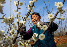 <strong>綠萼梅是什么梅花品種，有什么特點(diǎn)？</strong>