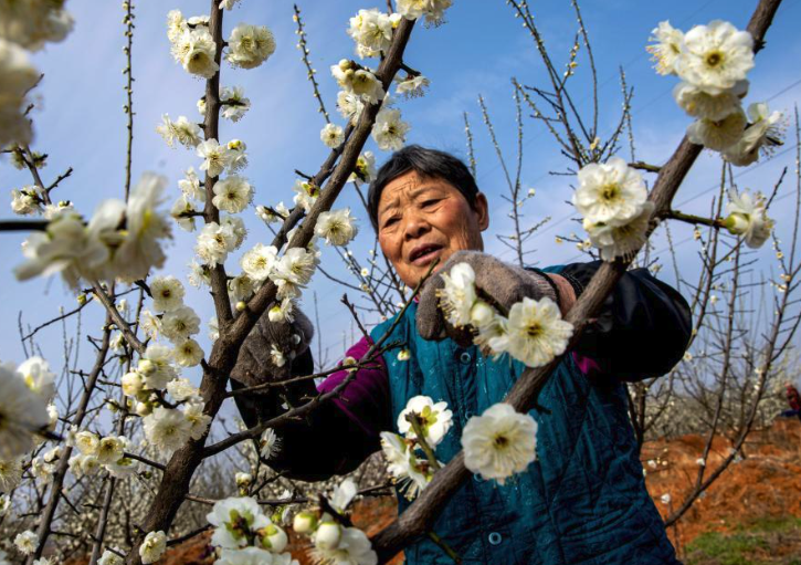 綠萼梅是什么梅花品種，有什么特點？