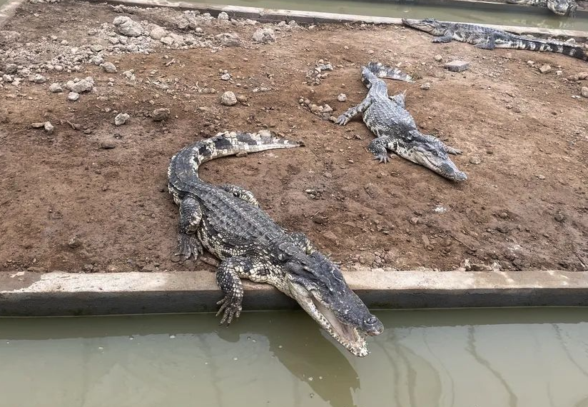 養殖鱷魚需要什么條件？