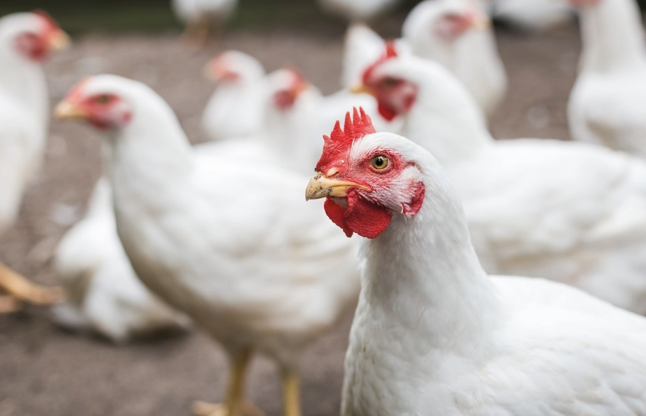 高力米先是什么藥物，加入到雞飼料中有哪些好處?