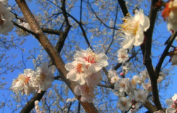 <strong>灑金梅常見(jiàn)病蟲(chóng)害有哪些，如何防治？</strong>