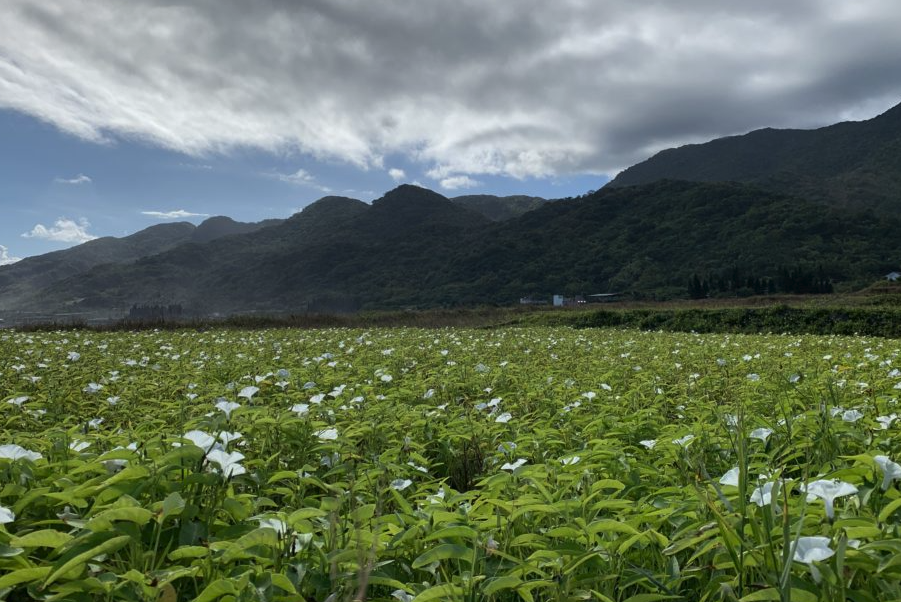 蕹菜生長對于環境條件有哪些要求？