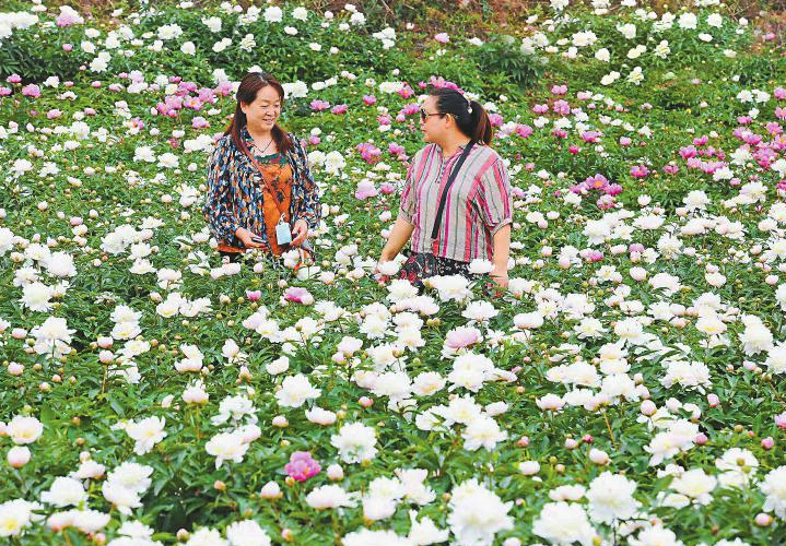 芍藥在早春解凍后種植有哪些好處，需要注意什么？