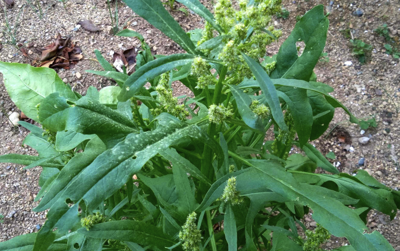 山菠菜有哪些營養價值和經濟價值？