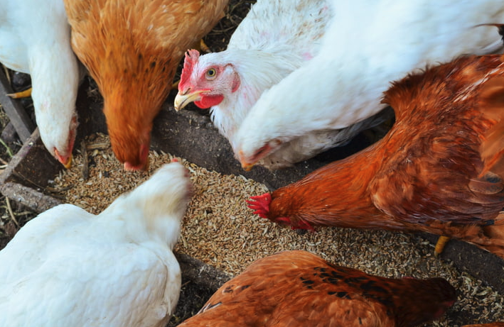 肉仔雞的飼料中可以加入骨粉嗎，有哪些好處?