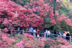 <strong>映山紅對種植環境有什么要求，花期在什么時候?</strong>