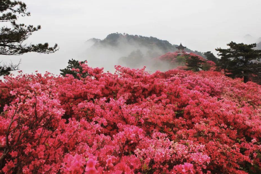 映山紅有哪些形態特點，主要生長在哪些地區?