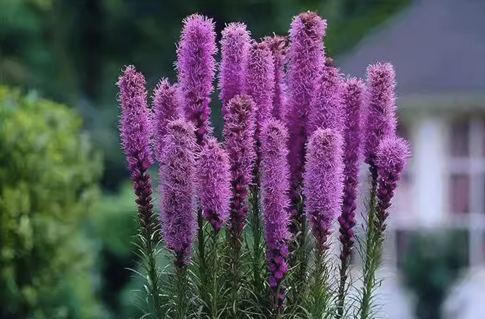 蛇鞭菊如何進行繁殖，花期在什么時候？