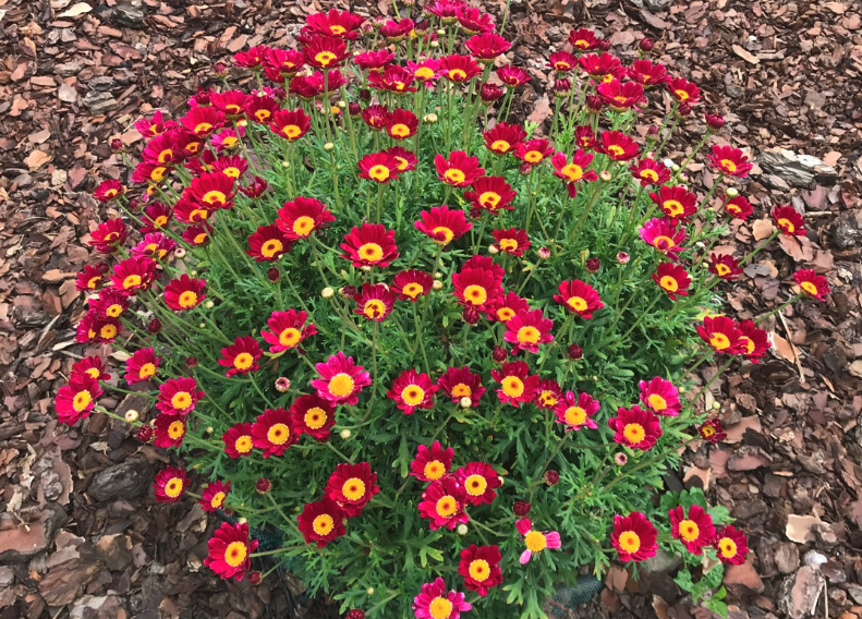 紅花除蟲菊如何進行種植，花期在什么時候?