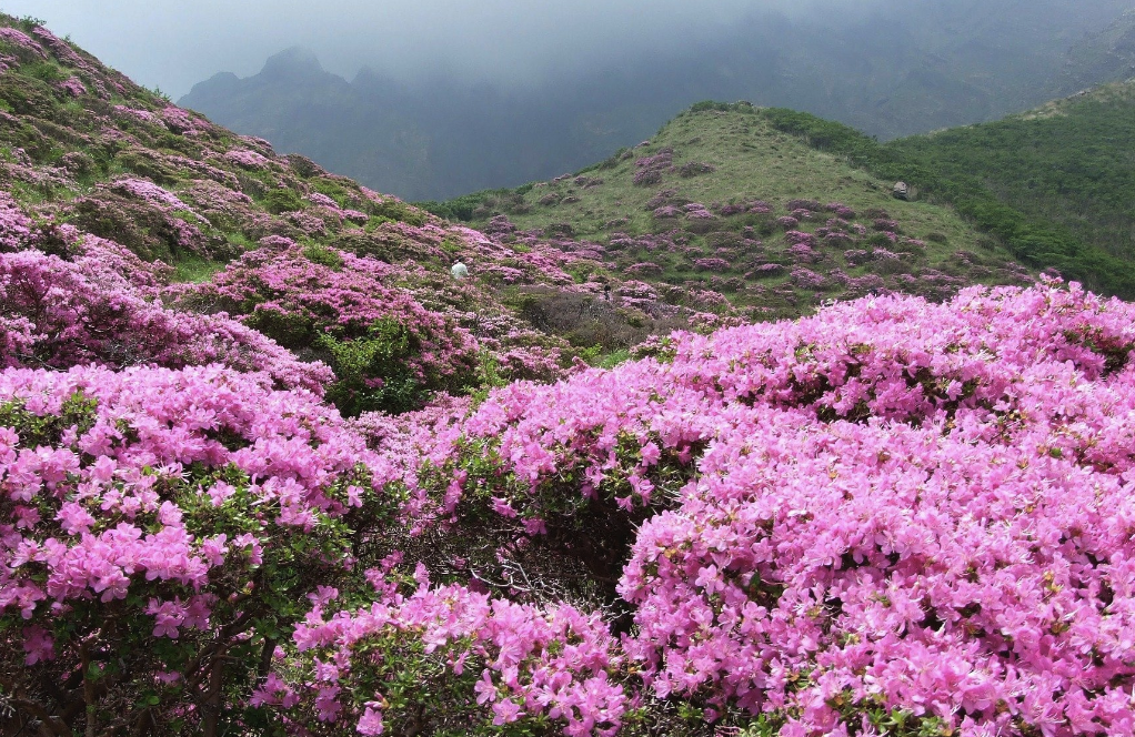 粗粒爐渣放在杜鵑花的花盆底部有哪些好處？