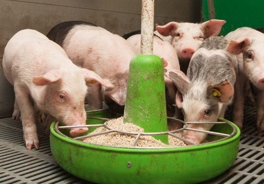 豬飼料中除了正常飼料還需要哪些復(fù)合添加劑？