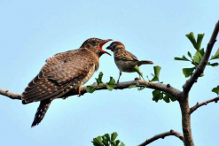 <strong>大杜鵑鳥有哪些飲食習性，可以捕食哪些害蟲?</strong>