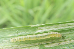 <strong>棉鈴蟲(chóng)對(duì)棉花的危害和防治方法介紹?</strong>