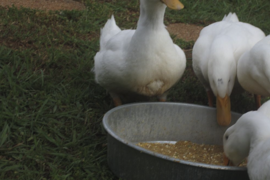 鴨子飼料大豆餅需要進(jìn)行處理加熱嗎?