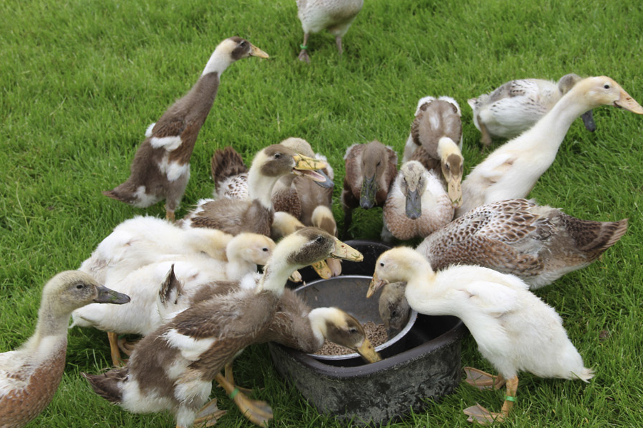 鴨子飼料大豆餅需要進(jìn)行處理加熱嗎?