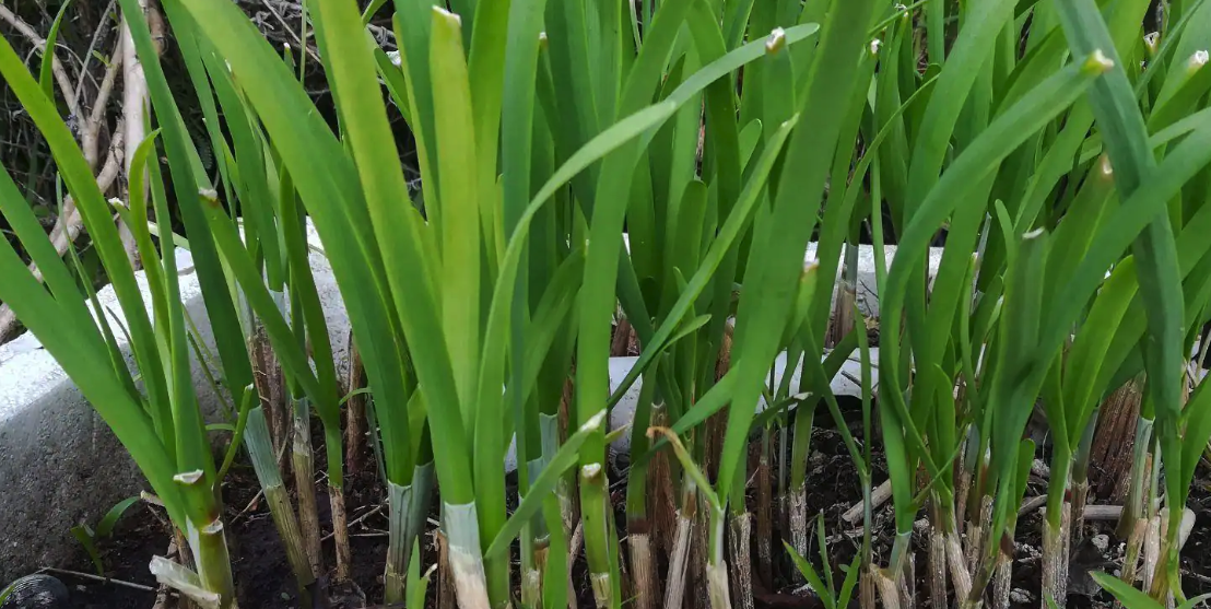 韭菜種植可以用地膜覆蓋嗎，有哪些好處?