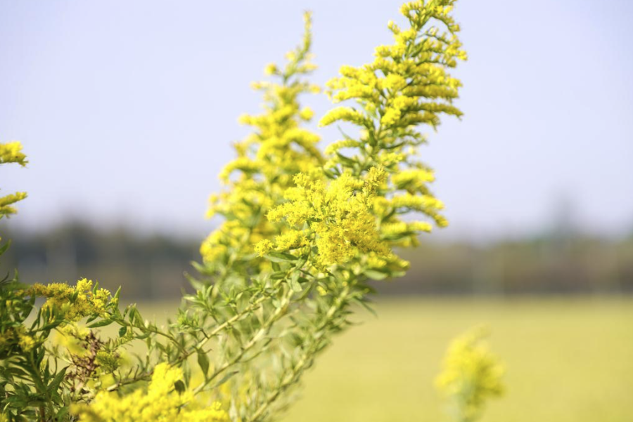 一枝黃花有哪些生態(tài)習性，花期在什么時候？