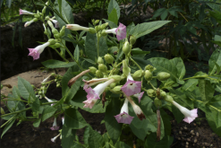 <strong>黃花煙草的種植方法和注意事項介紹？</strong>