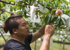 <strong>水蜜桃種植需要多長時間才能結果？</strong>