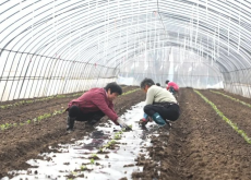 <strong>豇豆用地膜覆蓋種植有哪些好處?</strong>