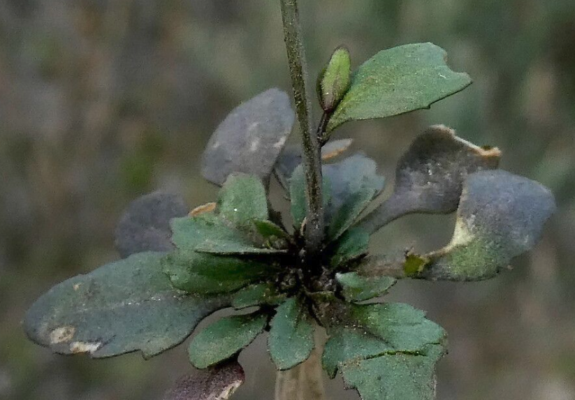 擬南芥是什么植物，有什么形態特點?