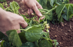 <strong>菜豆種植如何鋪膜，需要注意什么?</strong>