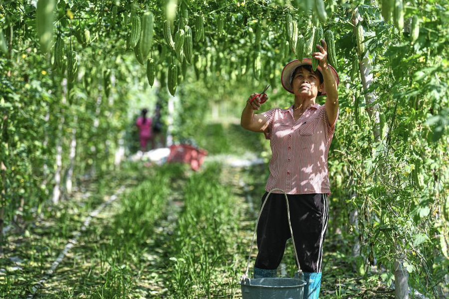 苦瓜進行整枝引蔓的方法有哪些，需要注意什么？