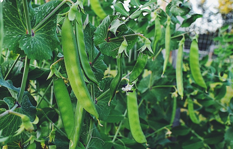 豌豆苗定植前需要準(zhǔn)備什么，有哪些條件?